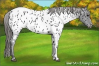 Horse Color:Blue Roan Appaloosa