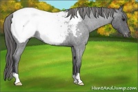 Horse Color:Blue Roan Appaloosa 