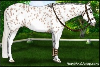 Horse Color:Silver Bay Roan Splash Frame Appaloosa 