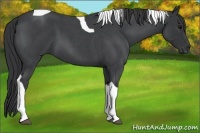 Horse Color:Blue Roan Tobiano 