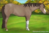 Horse Color:Classic Champagne 