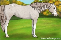 Horse Color:Classic Champagne Roan Splash Appaloosa 