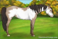 Horse Color:Sable Champagne Roan Frame 