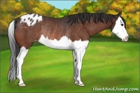 Horse Color:Bay Splash Appaloosa Rabicano 