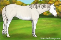Horse Color:Smoky Creme Roan Dun Splash
