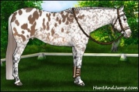 Horse Color:Buckskin Blanket 