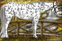 Horse Color:Blue Roan Near Leopard 