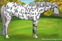 Horse Color:Blue Roan Near Leopard 
