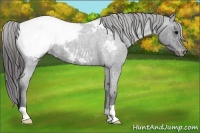 Horse Color:Blue Roan Snowcap 