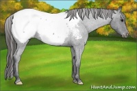 Horse Color:Blue Roan Snowcap