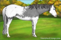 Horse Color:Blue Roan Splash Snowcap