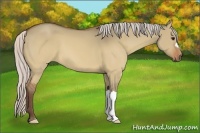 Horse Color:Silver Brown Dun