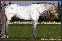 Horse Color:Bay Roan Dun Near Leopard 