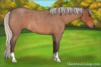 Horse Color:Silver Bay Roan 