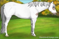 Horse Color:White Spotted Brown Splash Tobiano Frame Rabicano