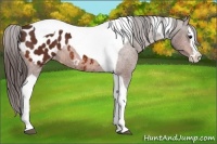 Horse Color:Bay Splash Tobiano Blanket 