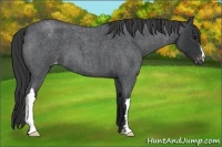 Horse Color:Blue Roan Varnish 