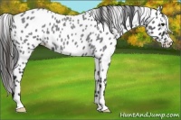 Horse Color:Blue Roan Appaloosa 