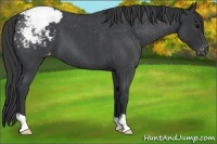 Horse Color:Blue Roan Appaloosa 