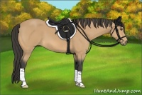 Horse Color:Buckskin 