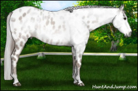 Horse Color:Gray Brown Near Leopard 
