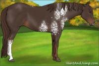 Horse Color:White Spotted Liver Chestnut 