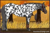 Horse Color:Black Near Leopard Rabicano 