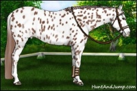 Horse Color:White Spotted Chestnut Appaloosa 
