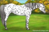Horse Color:Blue Roan Appaloosa