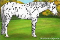 Horse Color:Blue Roan Near Leopard 