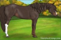 Horse Color:Liver Chestnut