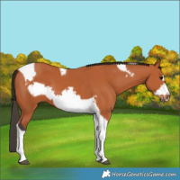 Horse Color:Bay Tobiano Frame 