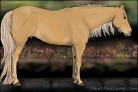 Horse Color:Palomino 