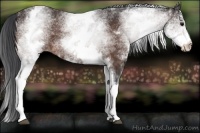 Horse Color:White Spotted Bay 