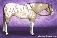 Horse Color:Bay Dun Splash Tobiano Appaloosa 