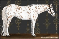 Horse Color:White Spotted Chestnut Appaloosa 