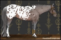 Horse Color:White Spotted Bay Appaloosa 