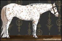 Horse Color:Buckskin Appaloosa 
