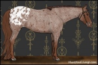 Horse Color:Red Roan Appaloosa 