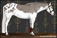 Horse Color:Silver Black Splash Appaloosa 