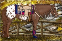 Horse Color:Chestnut Appaloosa 