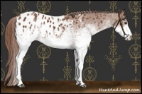 Horse Color:White Spotted Chestnut Appaloosa 