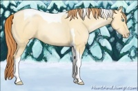 Horse Color:Amber Champagne Pearl Dun Tobiano