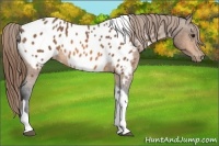 Horse Color:Buckskin Tobiano Blanket 