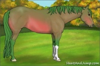 Horse Color:Watercolor Bay 