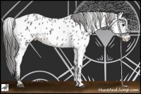 Horse Color:Black Appaloosa