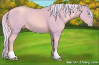 Horse Color:Watercolor Gold Cream Champagne Roan 