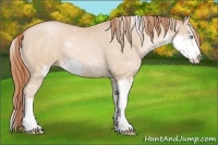 Horse Color:Buckskin Pearl Sabino 