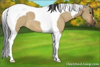 Horse Color:Bay Dun Tobiano 