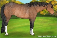 Horse Color:Buckskin Rabicano
